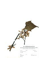 藏品(臺灣紅榨槭)的圖片